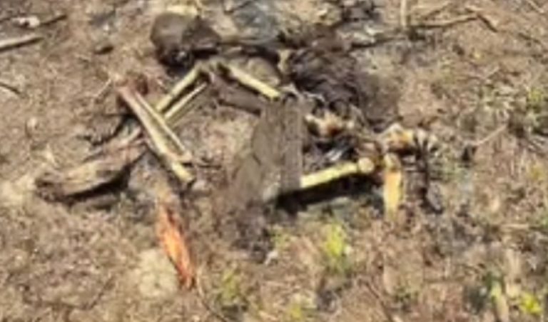Ossada humana é encontrada amarrada em área de mata de Cacau Pirêra no AM